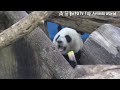 yuanyuan sits beside the tree trunk and eats bamboo shoots. yuanbao climbs over her mother ......