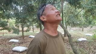 BERSAMA KUNG SAMSUL TENTANG PUPUK DI KEBUN DURIANNYA