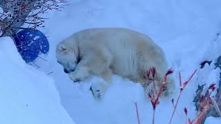 モートでごろん　雪を掘るホッキョクグマのデナリ　円山動物園　Polarbear　Denali