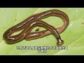 讓人超崩潰的天蛇，看見趕緊弄死，最大害蟲之一！hammerhead worm pest that can destroy your garden