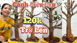 Mến: 0373.253.427 GL:Cành Điều Đẹp,120kTrở Lên.Ngày(23/12) Mến Mai vàng chợ gạo.