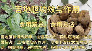 苦地胆功效与作用、苦地胆禁忌及食用方法