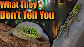 What You NEED To Know BEFORE You Get A Standings Day Gecko