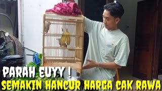 DI OBRAL CUCAK RAWA HARGA MURAH DAN KOLEKSI BURUNG SUPER ISTIMEWAH LIMTED EDITION