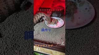 【餌やり】アダルトメラウケアオジタトカゲ飼育🦎#shorts