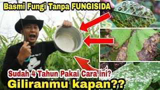 Modal Panci Saja!! 100% Bekerja Cegah Daun JAMURAN