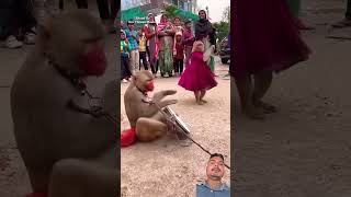 यह बंदर देखीए कैसे डांस कर रहा है #monkey #funny #animals #comedy #hindisong #dance #music #song