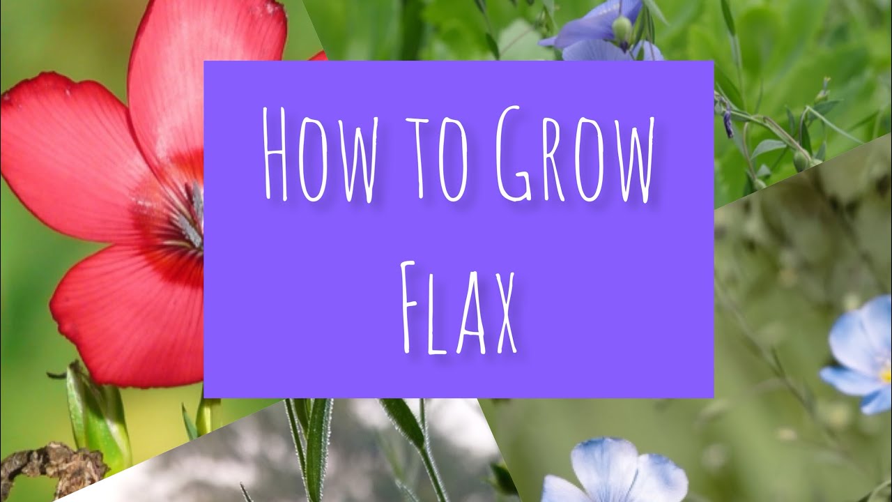How To Grow Flax Youtube