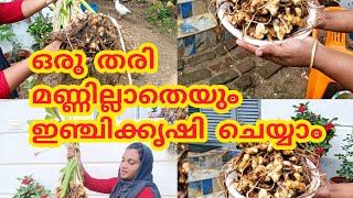 മണ്ണില്ലാതെയും കൃഷി ചെയ്യാം how to plant ginger without soil #palakkad#ginger #farm