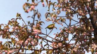 ヒマラヤ桜とメジロ