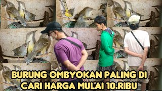 BURUNG OMBYOKAN PALING DI CARI HARGA MULAI 10.RIBU