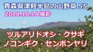 津軽半島の山野草55(ツルアリドオシ・クサギ・ノコンギク・センボンヤリ)