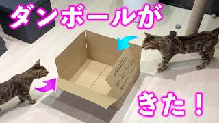 Amazonのダンボール箱を猫にあげてみた