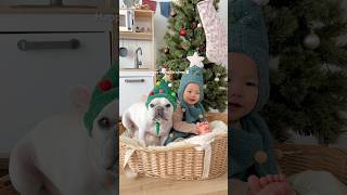 ツリーになった赤ちゃんフレブル犬コンビと3歳サンタ坊やの優しいクリスマスの過ごし方　#shorts #犬と赤ちゃん #1歳　#3歳 #犬と子供 #merrychristmas