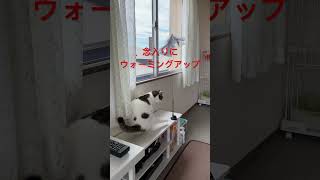 今日のちっちとしもーぬさん229　猫パンチ炸裂#猫パンチ