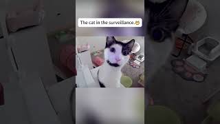 The Absurd Behaviors of Cats Caught on Camera. #catlover #funny#funnyvideos #foryou#fypage #funnycat