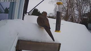 Daily Birdfeeder Highlight Reel (Thursday)