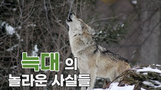 늑대의 9가지 놀라운 사실들 | 늑대의 모든 것 | 사람들이 좋아하는 동물 | 교육영상 | 야생애니멀