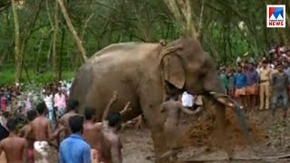 ചതുപ്പിൽ വീണ ആനയെ രക്ഷപെടുത്തി | Pathanamthitta elephant