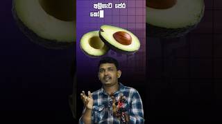 Avocado for Diabetes | දියවැඩියාවට අලිපේර #healthyfats #superfoods #diabeticdiet