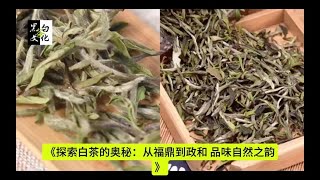 《探索白茶的奥秘：从福鼎到政和，品味自然之韵》  白茶