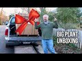 Christmas Plant Unboxing - Two Giant Boxes!