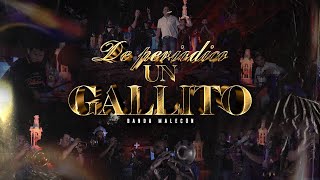 De Periodico un Gallito - Banda Malecon