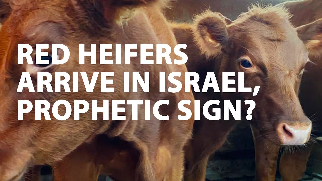 Texas Red Heifers' Arrival Stirs Prophetic Excitement In Israel - YouTube