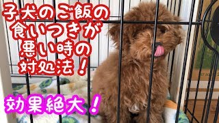 トイプードル子犬の食欲不振！簡単で効果絶大の対策！