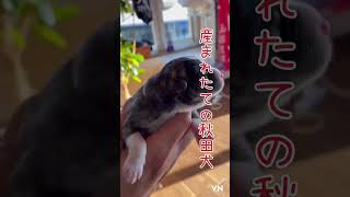 虎産まれたわよ#秋田犬　#秋田犬子犬　#子犬　#Japanese dog # dog #puppy