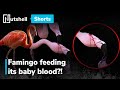 Is the flamingo feeding its baby blood? | #shorts | Nutshell