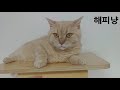 프롬시아캐터리 셀커크렉스 고양이들 introducing selkirk rex