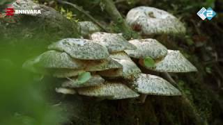 Vroege Vogels - Vissen in de natuurlijke beken van Winterswijk