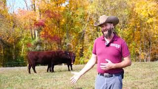 The Perfect Homestead Cow? Meet the 5,000-Year-Old Red Devon (Tri-Purpose, 100% Grass-Fed, Docile)