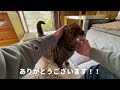 実家で一人暮らしをする猫（ミコ）はお留守番中に何してる？1日をペット（見守り）カメラで撮影