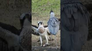 Osprey vs. Heron