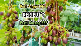 Waduh... ⁉️ Buah Anggur Kok Bisa Keriput❓Apa Yang Terjadi‼️