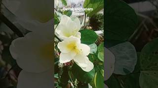 దేవకాంచనం ఫ్లవర్ #devakanchanam flower #flowers #plants #terracegardening #trendingshorts #ytshorts