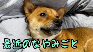 最近の乙女の悩み【柴犬いちご】