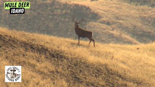 Chasing a 180-inch Mule Deer Though Idaho