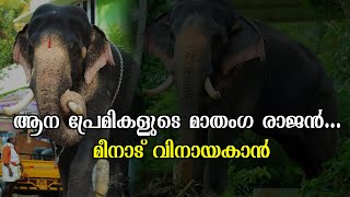 ആന പ്രേമികളുടെ മാതംഗ രാജൻ... മീനാട് വിനായകാൻ  |  CHANNEL MOB