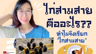 🤔หลายคนไม่รู้จักไก่สามสาย มันคือไก่แบบไหน❓ไก่สามสาย เลี้ยงง่าย โตไว รอจับขายใน 3 เดือน