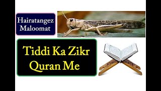 Tiddi Ka Zikr Quran Me