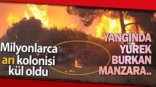 Ormanlarla Birlikte Milyonlarca Arı Kolonisi de Yandı, Yok Oldu