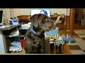 柴犬 u0026ラブラドール面白動画集part27～shiba labradorretriever funny stories～