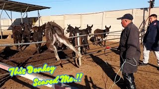 Satisfying Donkey Hoof Trimming | Master Was Scared 1To Cut His Hoof