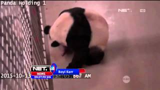 Kelahiran Bayi Kembar Panda di Kanada - NET24