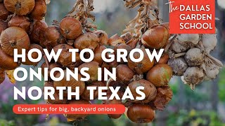 How To Grow Onions In North Texas