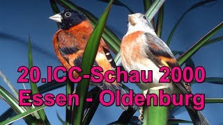 20.ICC-Schau 2000 in Essen - Oldenburg.