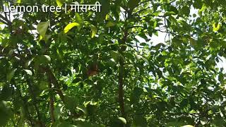 मौसमी के पेड़ | Sweet Lemon tree